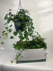 Hedera Helix Wonder 19Ø 70cm