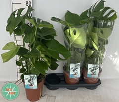 Monstera Deliciosa 19Ø 70cm