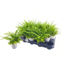 Nephrolepis Green Fantasy 7Ø 20cm