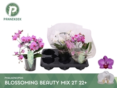 Phalaenopsis Multiflora Mix 12Ø 25cm 2st