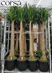 Beaucarnea Recurvata 32Ø 185cm