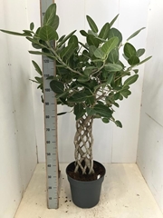 Ficus Benghalensis Audrey 34Ø 150cm