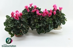 Cyclamen Halios Curly 13Ø 30cm