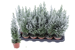 Chamaecyparis Ellwoodii 9Ø 38cm