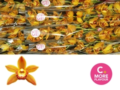 Cymbidium Mini Sakura 50cm