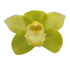 Cymbidium Mint Ice 80cm