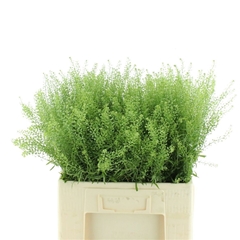 Lepidium Virginicum Green Dragon 60cm 10gr.