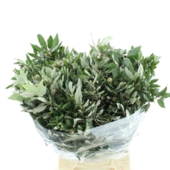 Quercus Ilex 60cm