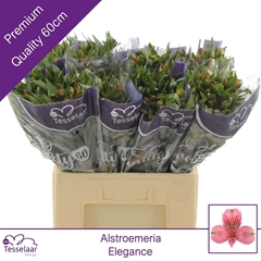 Alstroemeria Elegance 60cm 40gr.