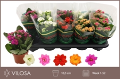 Kalanchoe Double Mix 10Ø 23cm