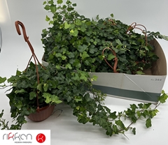 Hedera Helix Wonder 15Ø 40cm