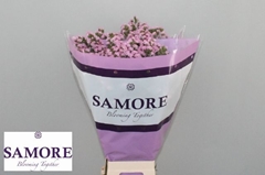 Limonium Sinuatum Rosella Sun Birds 60cm 25gr.