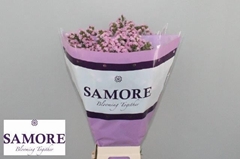 Limonium Sinuatum Rosella Sun Birds 70cm 35gr.