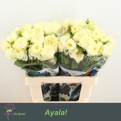 Rosa Spray Ayala! 60cm 4+