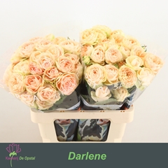 Rosa Spray Darlene 60cm 4+