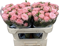 Rosa Spray Amira! 45cm 2+