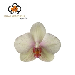 Phalaenopsis Omega 60cm 7+