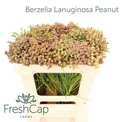 Berzelia Lanuginosa 50cm
