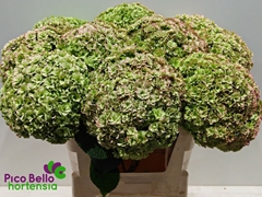 Hydrangea Royal Highness Classic 80cm 21-23cm Hd