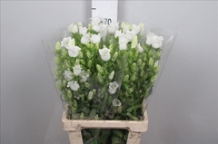 Campanula Champion White 70cm
