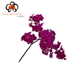 Phalaenopsis Baby Purple 25cm