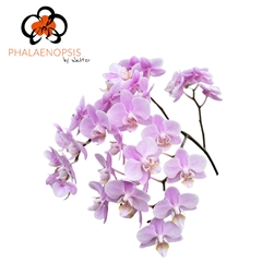 Phalaenopsis Baby Blush 50cm 20+