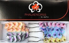 Phalaenopsis Painted Mix 80cm 10+