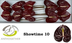 Anthurium Showtime 15cm Hd