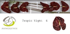 Anthurium Tropic Night 13cm Hd