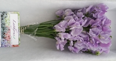 Lathyrus Winter Sunshine Lavender 35cm