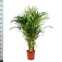 Dypsis Lutescens 21Ø 120cm