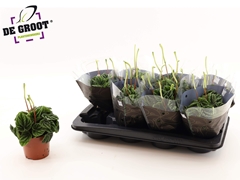 Peperomia Caperata Lilian 12Ø 30cm