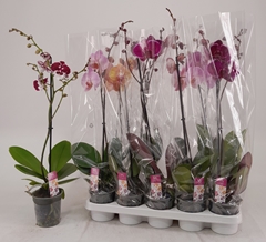 Phalaenopsis Mix 12Ø 70cm 1st