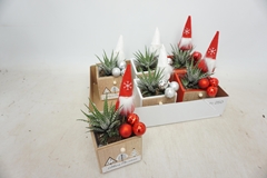 Haworthia Big Band 11Ø 18cm