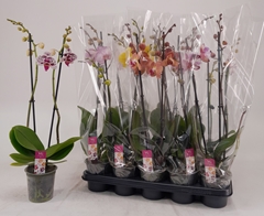 Phalaenopsis Mix 12Ø 65cm 2st