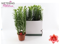 Lilium Summer Scarlet 19Ø 68cm