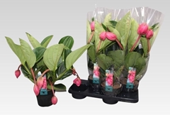 Medinilla Flamenco 17Ø 55cm 7bl