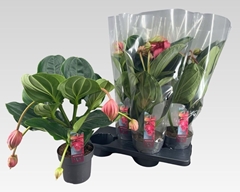 Medinilla Flamenco 17Ø 55cm 6bl