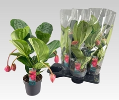Medinilla Flamenco 17Ø 55cm 4bl