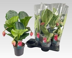 Medinilla Flamenco 17Ø 55cm 3bl