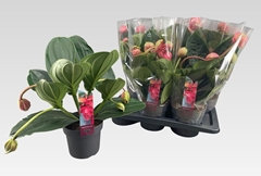 Medinilla Flamenco 17Ø 40cm 4bl