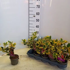 Ilex Golden King 12Ø 25cm