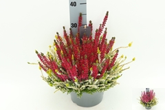 Calluna Beauty Ladies Colour Crown Mix 23Ø 35cm