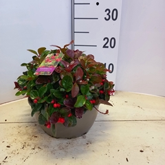 Gaultheria Procumbens 23Ø 18cm