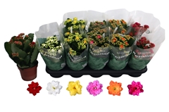 Kalanchoe Double Rosaline Mix 12Ø 27cm