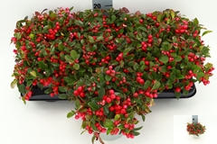 Gaultheria Procumbens 13Ø 25cm