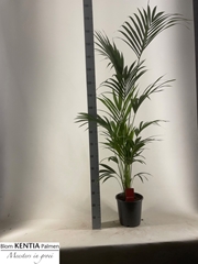 Howea Forsteriana 24Ø 190cm