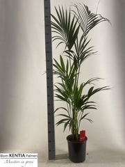 Howea Forsteriana 24Ø 180cm