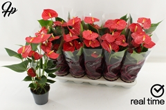 Anthurium Esudo 12Ø 40cm