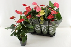 Anthurium Mix 4 Colours 14Ø 55cm